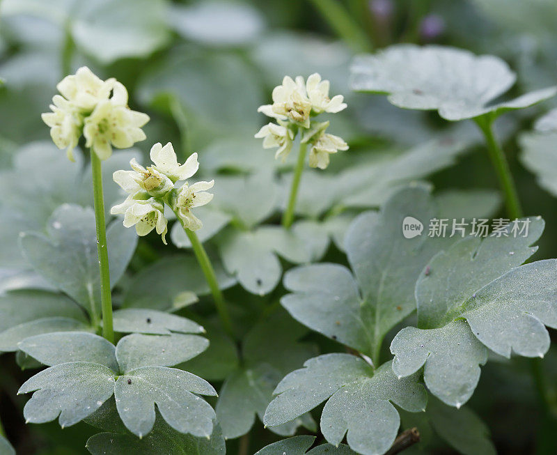 莫沙泰尔(Adoxa moschatellina)